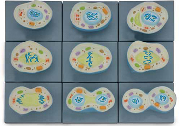 Cell Mitosis Model